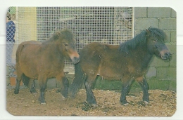 1988 Pocket Calendar Calandrier Calendario Portugal Animais Selvagens Zoo Maia Ponei - Grand Format : 1981-90