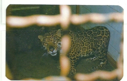 1988 Pocket Calendar Calandrier Calendario Portugal Animais Selvagens Zoo Maia Jaguar - Grand Format : 1981-90