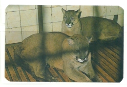 1988 Pocket Calendar Calandrier Calendario Portugal Animais Selvagens Zoo Maia Puma - Grand Format : 1981-90
