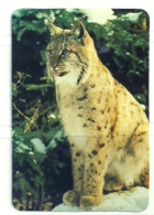 1989 Pocket Calendar Calandrier Calendario Portugal Animais Selvagens Lince - Grand Format : 1981-90