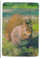 1987 Pocket Calendar Calandrier Calendario Portugal Animais Selvagens Esquilo - Grand Format : 1981-90