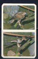 1988 Pocket Poche Calendar Calandrier Calendario Portugal Aves Selvagens Zoo Da Maia Aguia Bonelli Eagle Aigle - Grand Format : 1981-90