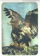 1984 Pocket Poche Calendar Calandrier Calendario Portugal Aves Rapibna Birds Of Prey Oiseaux Pajaros Águia - Grand Format : 1981-90
