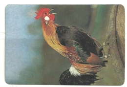 1988 Pocket Poche Calendar Calandrier Calendario Portugal Aves Oiseaux Galo Rooster Gallo Coq - Grand Format : 1981-90