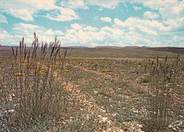 CAUSSE MEJEAN  LE DESERT DE DRIGAS (dil448) - Chanac