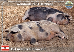 783 Gut Aiderbichl Henndorf, AT - Kune Kune Pig (Sus Scrofa F. Domestica) - Henndorf Am Wallersee