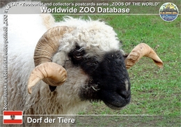 791 Dorf Der Tiere, AT - Wallis Black-nosed Sheep (Ovis Orientalis F. Aries) - St. Gilgen