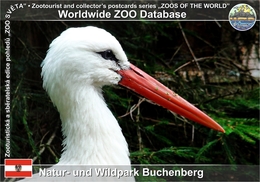 799 Natur- Und Wildpark Buchenberg, AT - European White Stork (Ciconia Ciconia Ciconia) - Waidhofen An Der Ybbs