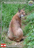 802 WZD • ZOO -  Naturpark Geras, AT - European Lynx (Lynx Lynx Lynx) - Horn