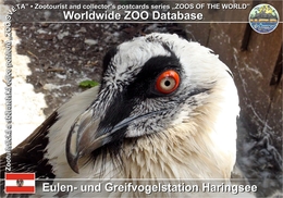 829 WZD • ZOO -  Eulen- Und Greifvogelstation Haringsee, AT - Euroasian Bearded Vulture (Gypaetus Barbatus Barbatus) - Gänserndorf