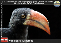 831 Vogelpark Turnersee, AT - Crowned Hornbill (Tockus Alboterminatus) - Völkermarkt