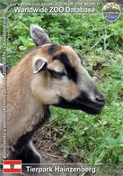 835 Tierpark Hainzenberg, AT - Cameroon Sheep (Ovis Orientalis F. Aries) - Schwaz