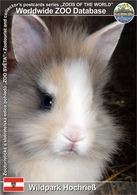 839 Wildpark Hochriess, AT - Lionhead Rabbit (Oryctolagus Cuniculus F. Domestica) - Scheibbs