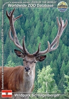 856 Wildpark Schlögelberger, AT - Central European Red Deer (Cervus Elaphus Hippelaphus) - Tamsweg
