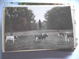 Nederland Holland Pays Bas Hattem Fotokaart Hezenberg En Koeien Photocard - Hattem