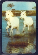 1986 Pocket Calendar Calandrier Calendario Portugal Cavalo Horse Caballo Cheval - Grand Format : 1981-90