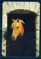 1987 Pocket Calendar Calandrier Calendario Portugal Cavalo Horse Caballo Cheval - Grand Format : 1981-90