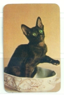 1986 Pocket Calendar Calandrier Calendario Portugal Gato Cat Chat - Grand Format : 1981-90