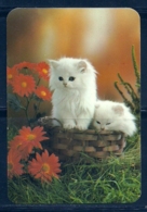 1988 Pocket Calendar Calandrier Calendario Portugal Gato Cat Chat - Grand Format : 1981-90