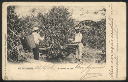 BRAZIL: Harvesting COFFEE In Rio De Janeiro, Ed. Künzli, Circa 1905, Fine Quality - Sonstige & Ohne Zuordnung