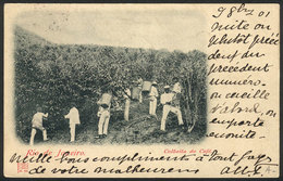 BRAZIL: Harvesting COFFEE In Rio De Janeiro, Sent To Belgium On 9/OC/1901, VF Quality - Autres & Non Classés