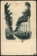 BRAZIL: JOINVILLE: Road With Palm Trees, Editor C.V.Zeska, Sent To Portugal In 1903 - Sonstige & Ohne Zuordnung