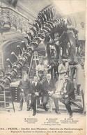 75005-PARIS-JARDIN DES PLANTES, GALERIE DE PALEONTOLOGIE , MONTAGE DU SQUELETTES DU DIPLODOCUS , DON DE M CARNEGIE ANDRE - Arrondissement: 05