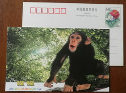 Delcampe - Chimpanzee,China 2000 Zhejiang Nature Museum Advertising Pre-stamped Card - Schimpansen