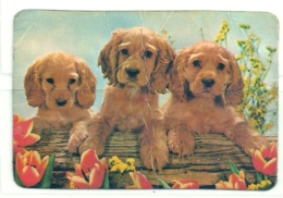 1986 Pocket Calendar Calandrier Calendario Portugal Caẽs Dogs Perros Chien Usado - Grand Format : 1981-90