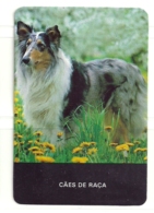 1988 Pocket Calendar Calandrier Calendario Portugal Caẽs Dogs Perros Chien Cães De Raça - Grand Format : 1981-90