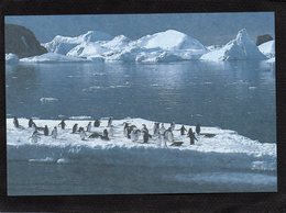 Territoire Des Terres Australes Et Antarctiques Françaises, Terre Adélie  Les MANCHOTS CPM Photo DELILLE - TAAF : Territorios Australes Franceses