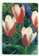 1996 Pocket Calendar Calandrier Calendario Portugal Flores Flowers Fleur Tulipa - Grand Format : 1991-00