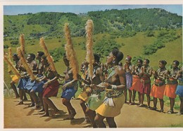 Afrique Du Sud - Natal. Valley Of 1000 Hills, Gay Zulu Girls Performing A Traditional Dance. CPM Couleurs - Zuid-Afrika