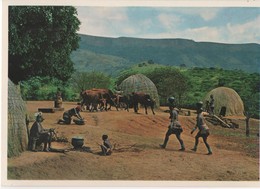 Afrique Du Sud - Natal. Zulus At "Home" In The Bantu Reserve Bounded By The Nagle Dam And Valley Of 1000 Hills. CPM - Zuid-Afrika