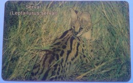 Serval Cat - Namibia