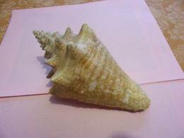 Strombus - Seashells & Snail-shells