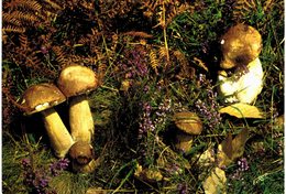 Thème - Champignon - Richesse De Nos Forêts : Les Cèpes - Pilze