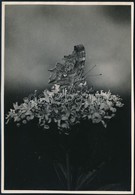 Cca 1936 Kinszki Imre (1901-1945) Budapesti Fotóművész Pecséttel Jelzett, Feliratozott, Vintage Fotóművészeti Alkotása ( - Sonstige & Ohne Zuordnung