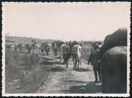 1940 Magyar Lovasosztag Az Erdélyi Bevonuláskor, Hátoldalon Feliratozott Fotó, 8,5×11,5 Cm - Sonstige & Ohne Zuordnung