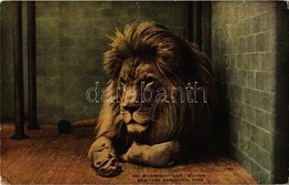 ** T2/T3 New York City, New York Zoological Park,Barbary Lion 'Sultan' (EK) - Ohne Zuordnung