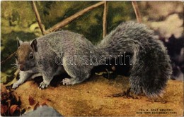 ** T1/T2 New York City, New York Zoological Park, Gray Squirrel - Ohne Zuordnung