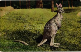 ** T2 New York City, New York Zoological Park, Great Gray Kangaroo - Unclassified