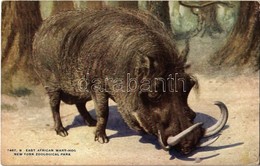 ** T2/T3 New York City, New York Zoological Park, East African Wart-hog (EK) - Unclassified