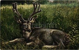 ** T2 New York City, New York Zoological Park, Mule Deer, Antlers In Velvet - Unclassified