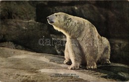 ** T1/T2 New York City, New York Zoological Park, Polar Bear - Ohne Zuordnung