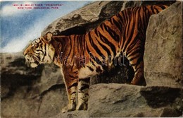 ** T1/T2 New York City, New York Zoological Park, Malay Tiger 'Princeton' - Unclassified