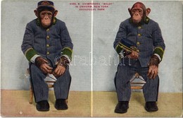 ** T2 New York City, New York Zoological Park, Chimpanzee "Baldy" In Uniform - Ohne Zuordnung