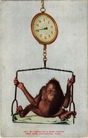 ** T2/T3 New York City, New York Zoological Park, Weighing A Baby Orang (EK) - Ohne Zuordnung