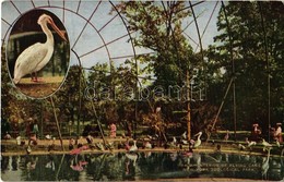 ** T2 New York City, New York Zoological Park, Interior Of Flying Cage - Ohne Zuordnung