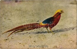 ** T1/T2 New York City, New York Zoological Park, Golden Pheasant - Unclassified